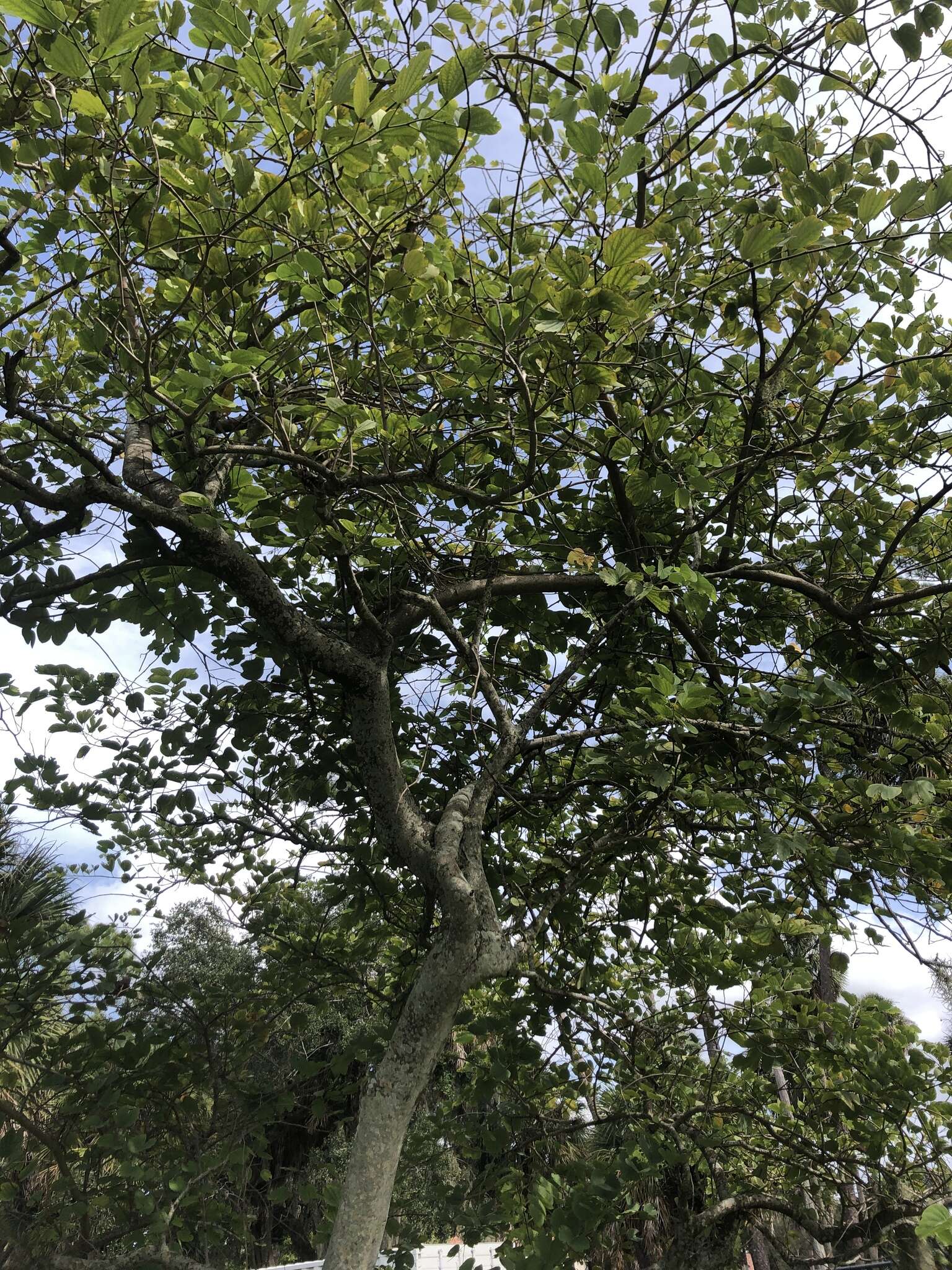 Image of bauhinia