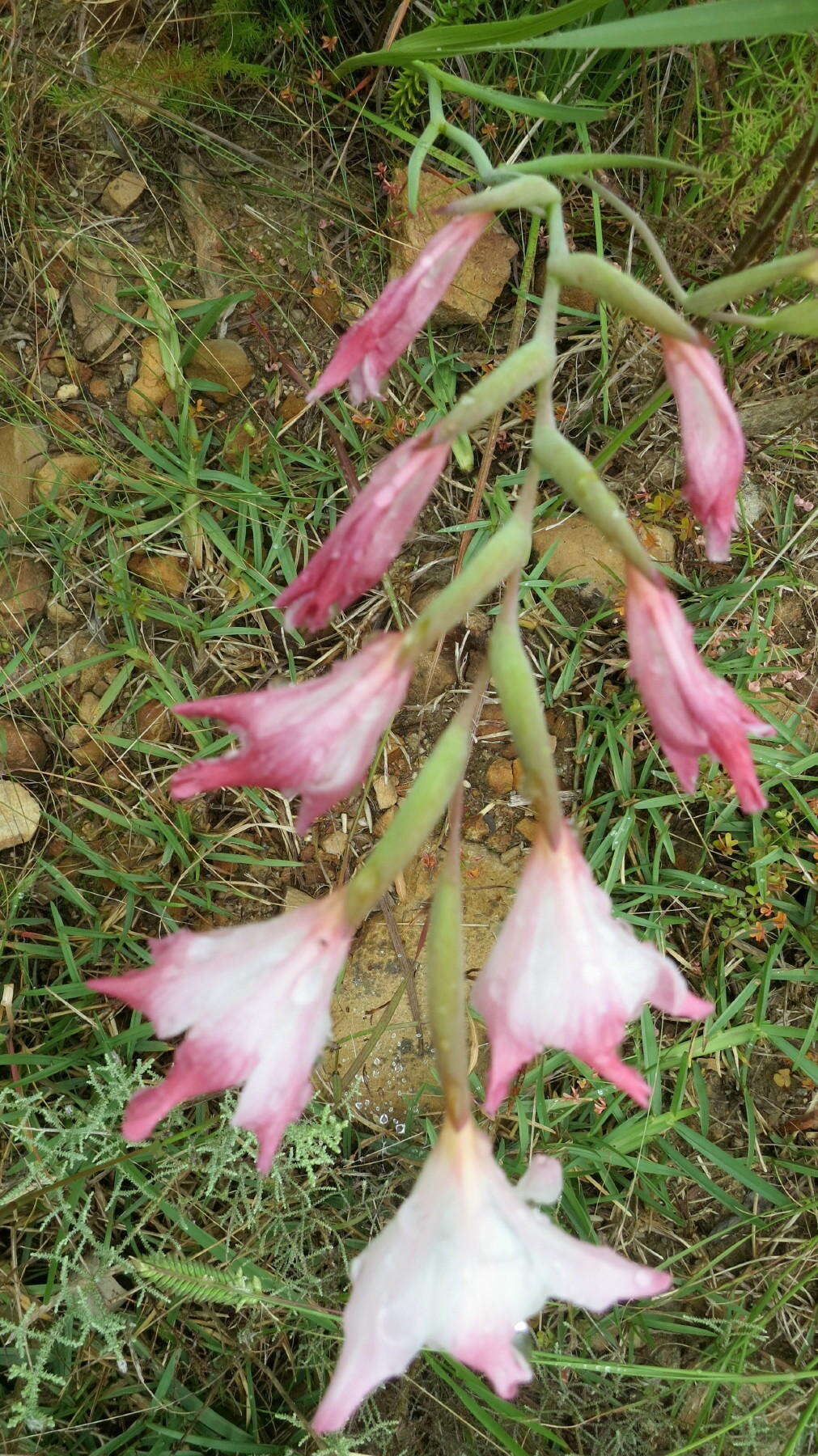 Image of Gladiolus carneus D. Delaroche