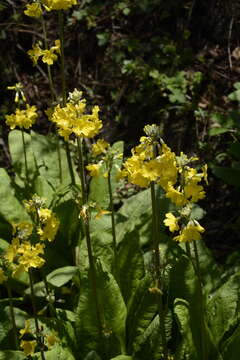 Image of Primula prolifera Wall.