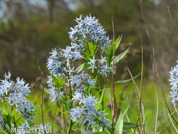 Image of Texas bluestar