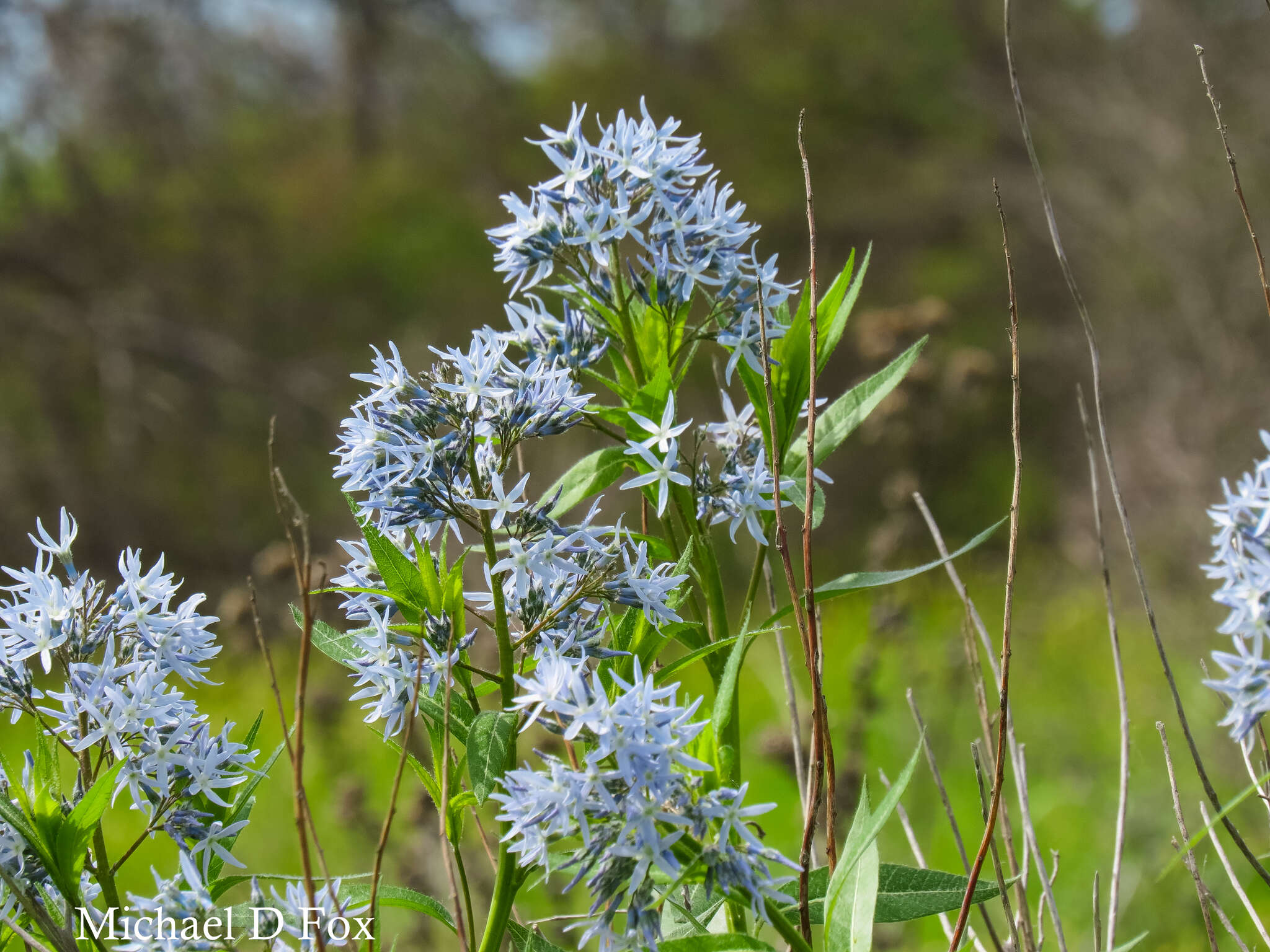 Plancia ëd Amsonia ciliata var. texana (A. Gray) J. M. Coult.