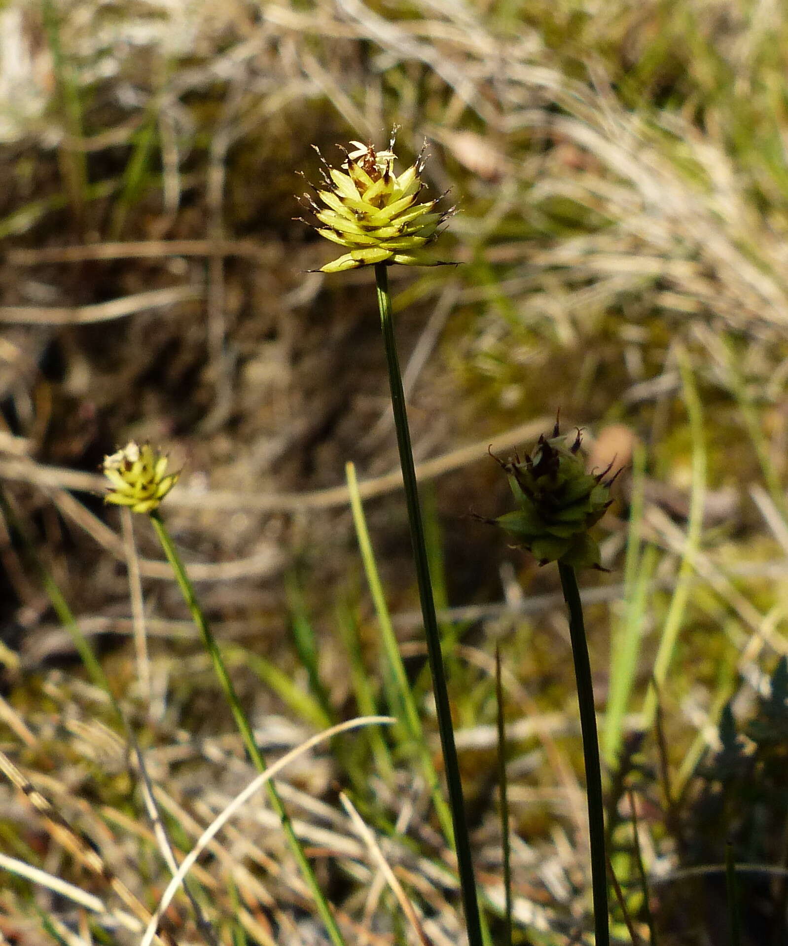 Imagem de Carex capitata Sol.