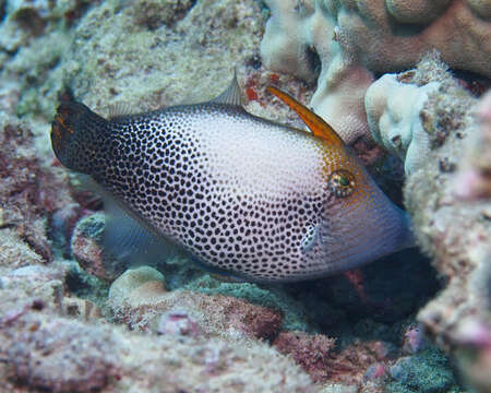 Image of Fantail filefish