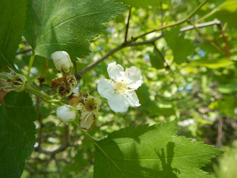 Imagem de Crataegus flabellata Bosc ex M. Roem.