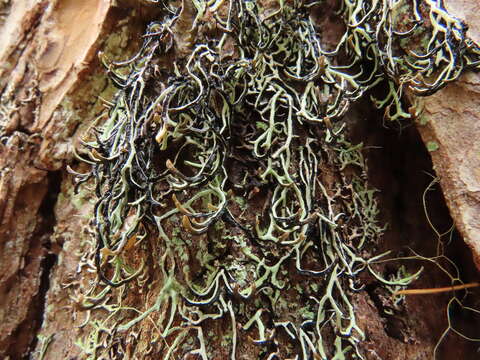 Image of duplicate tube lichen