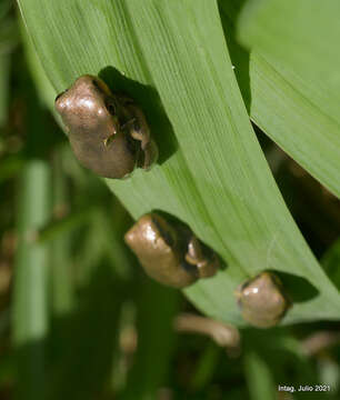 Image of executioner treefrog