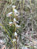 Image of Fragrant leek orchid