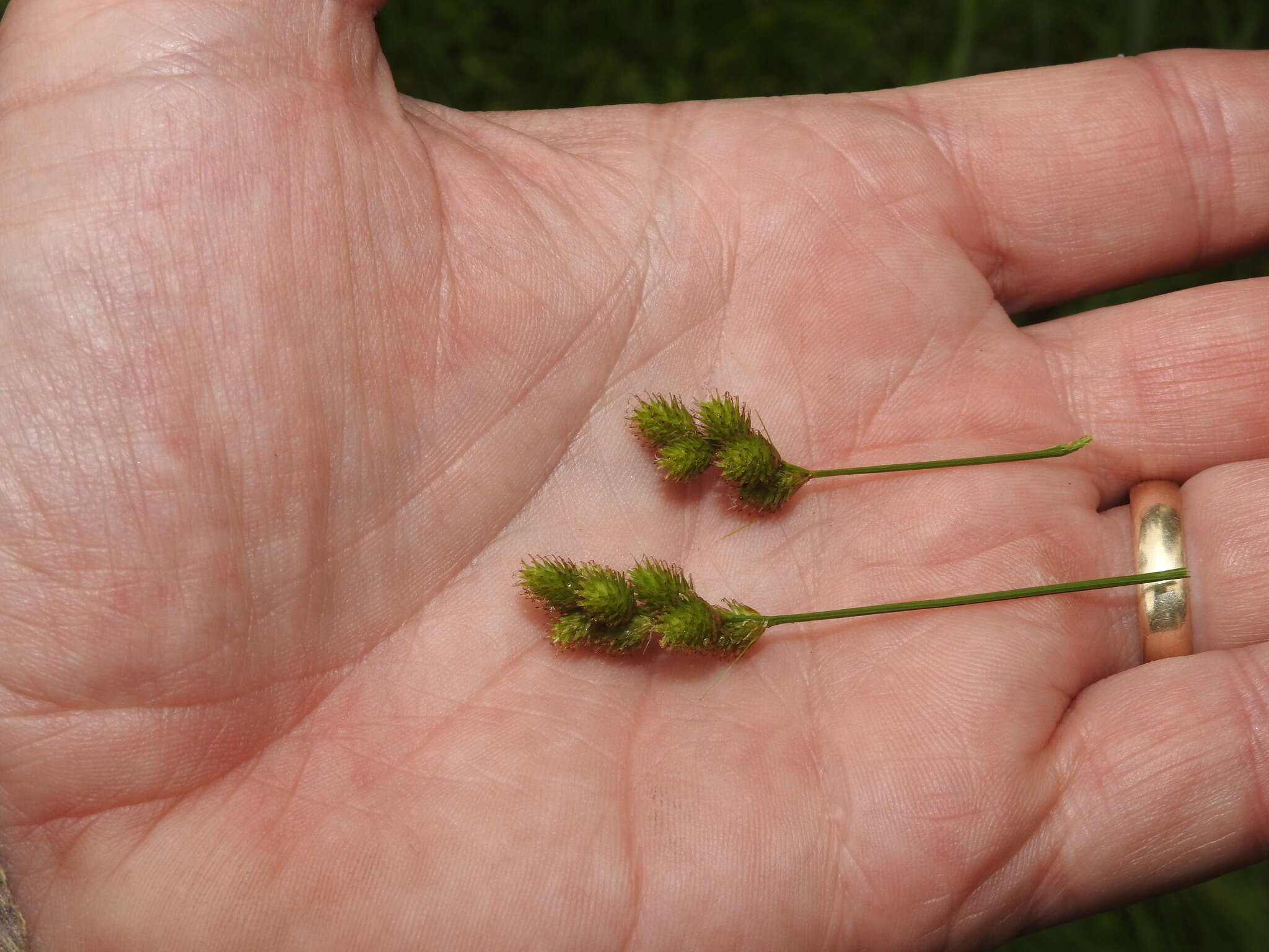 Image of Bebb's sedge