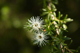 Image de Kunzea ambigua (Smith) Druce