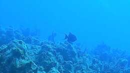 Image of Triggerfish