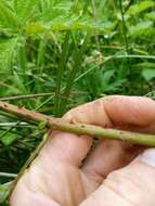 Image of Rubus conjungens (Bab.) Warren