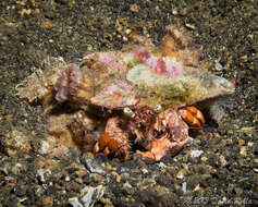 Image of Banded eyestalk hermit crab