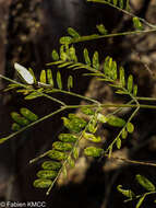 Image of Albizia mahalao Capuron