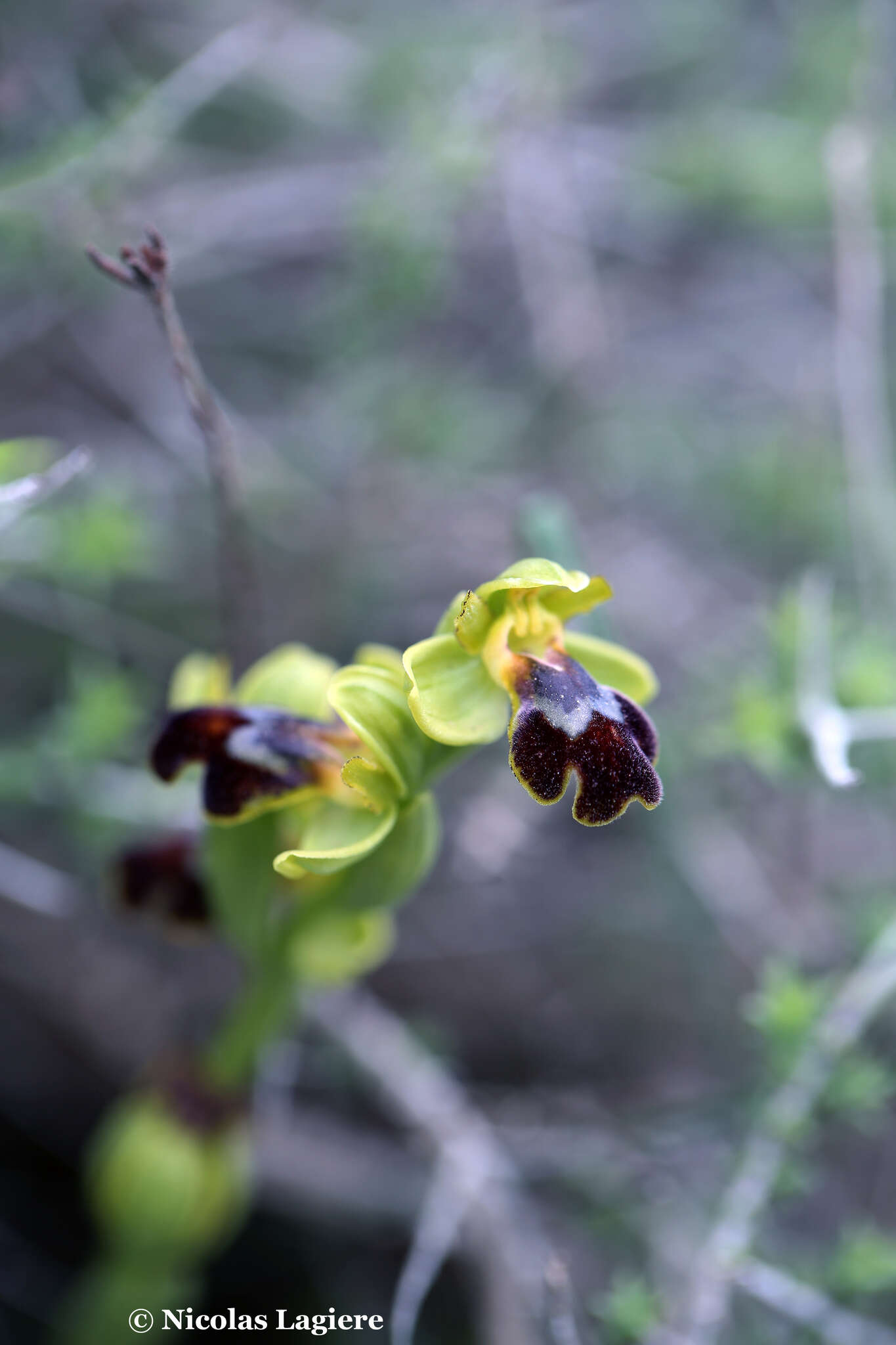 Image of Ophrys fusca subsp. cinereophila (Paulus & Gack) Faurh.