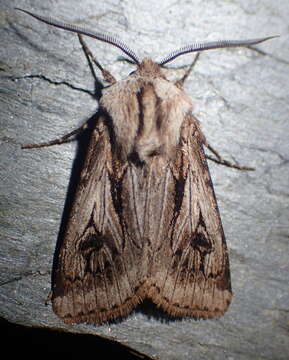 Image of Agrotis chretieni Dumont 1903