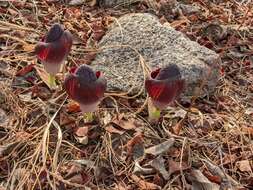 Image of Amorphophallus aphyllus (Hook.) Hutch.