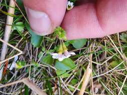 Imagem de Euphrasia cheesemanii Wettst.