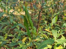 Image of Dodonaea triquetra Wendl.