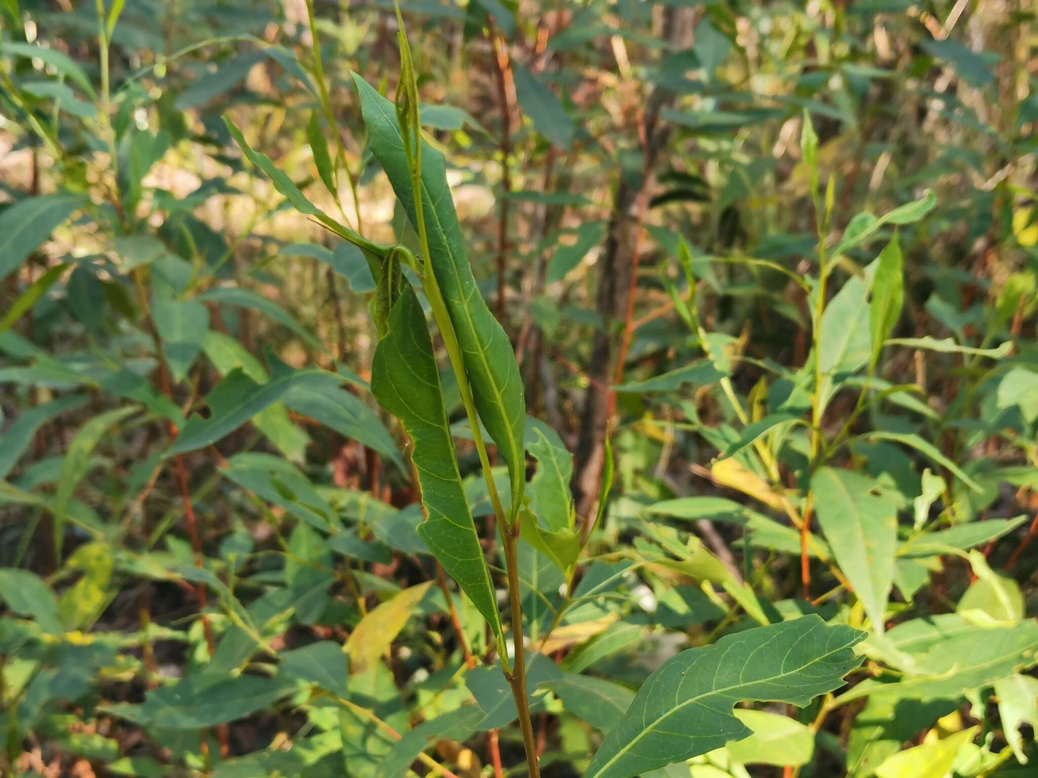 Image of Dodonaea triquetra Wendl.