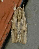 Image of Southern Armyworm Moth