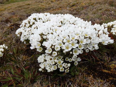 Image of Gentianella divisa (Kirk) Glenny