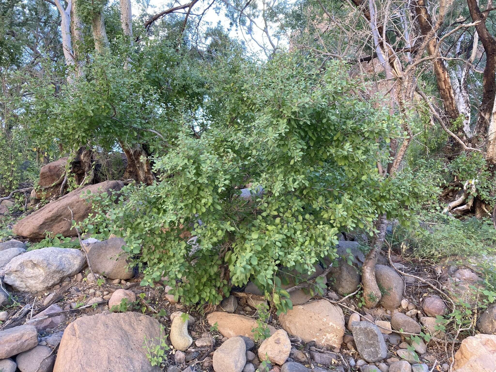 Image of Colubrina viridis (M. E. Jones) M. C. Johnst.