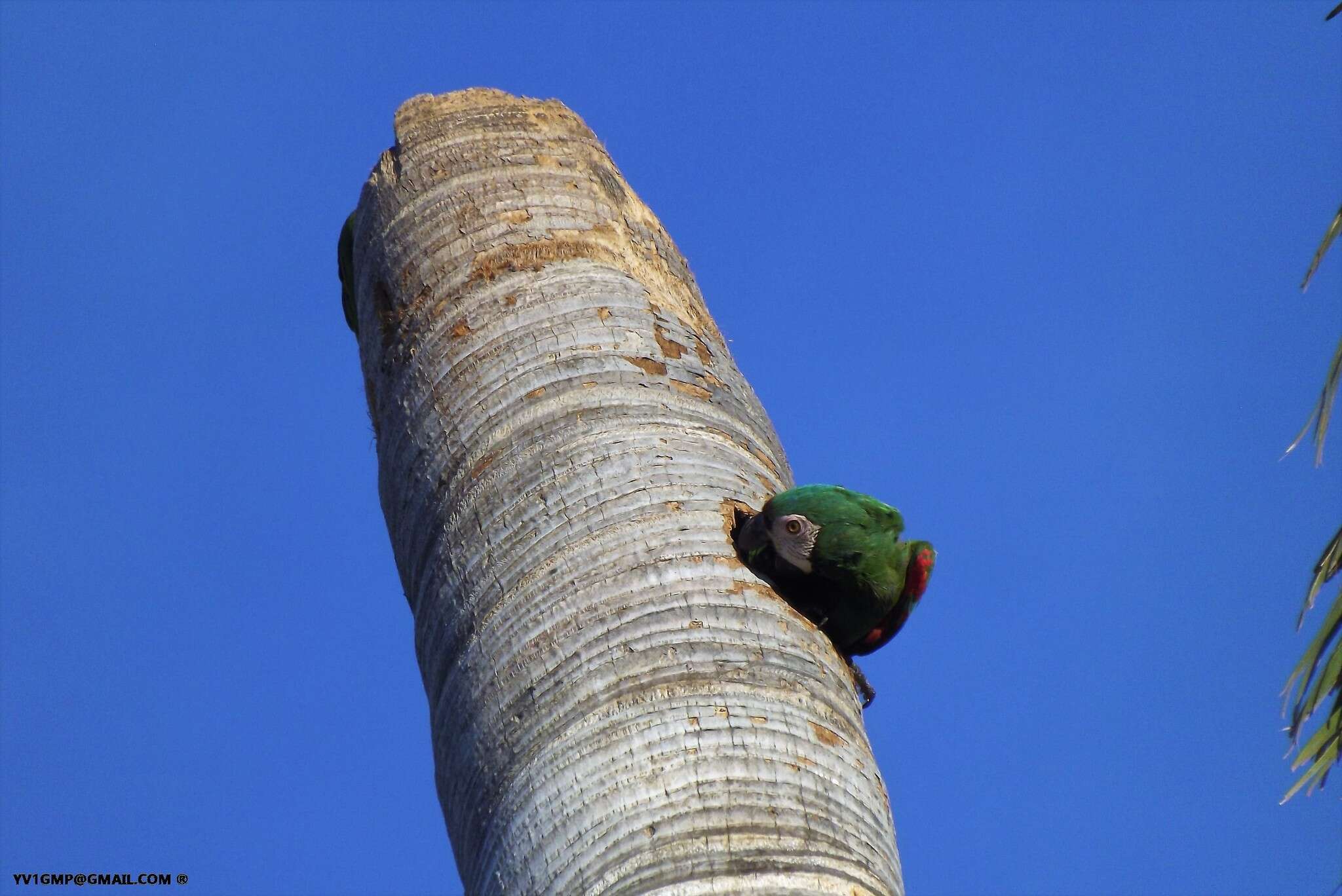 Image de Ara vert