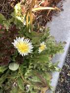 Image de Taraxacum albidum Dahlst.