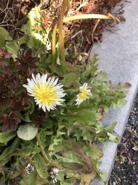 Image of Japanese dandelion