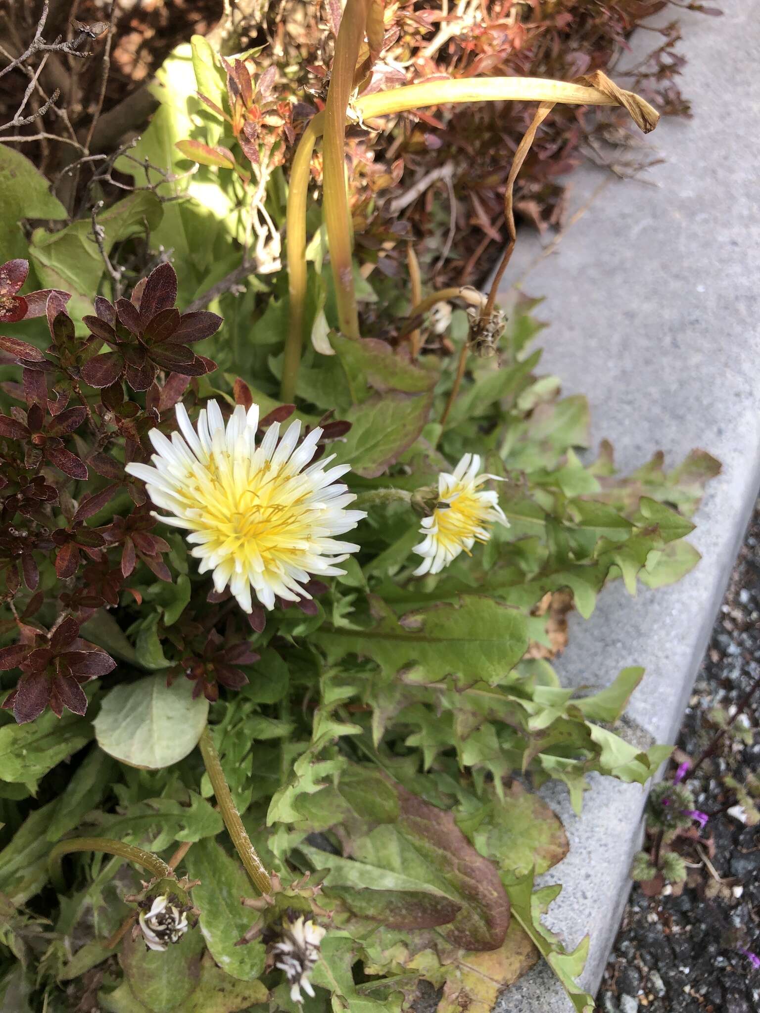 Image de Taraxacum albidum Dahlst.