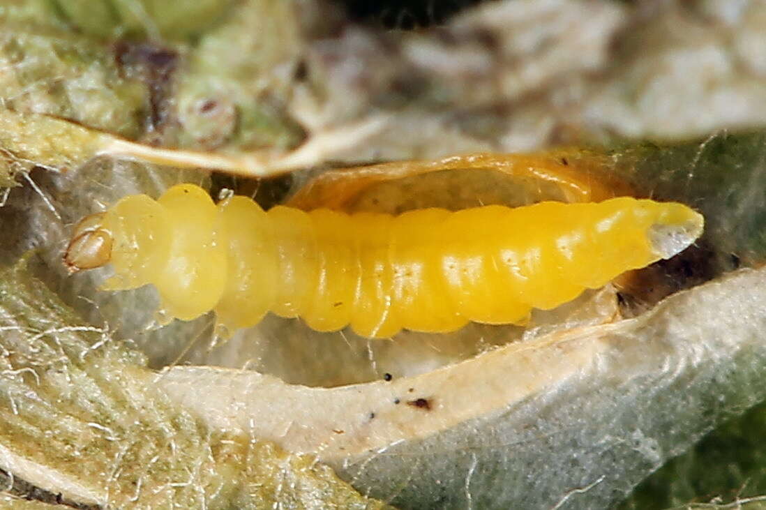 Image of Rowan Midget