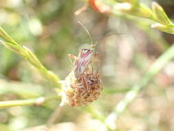 Image of Calocoris roseomaculatus (De Geer 1773)