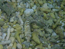 Image of Southern sharpnose sandperch