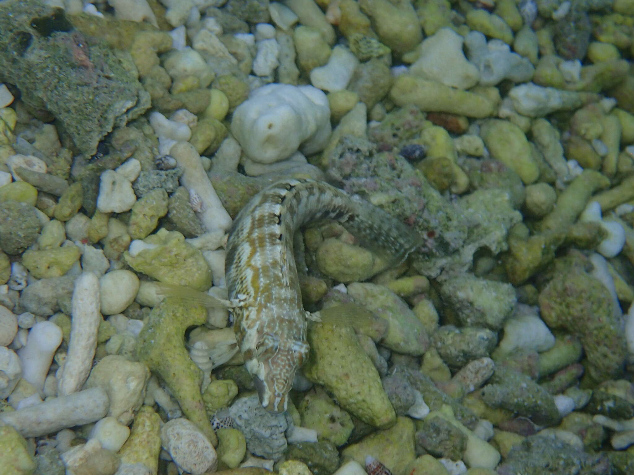 Image of Southern sharpnose sandperch