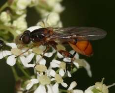 Image of Sphegina sibirica Stackelberg 1953