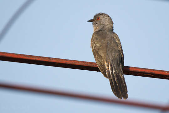 Cacomantis merulinus querulus Heine 1863的圖片