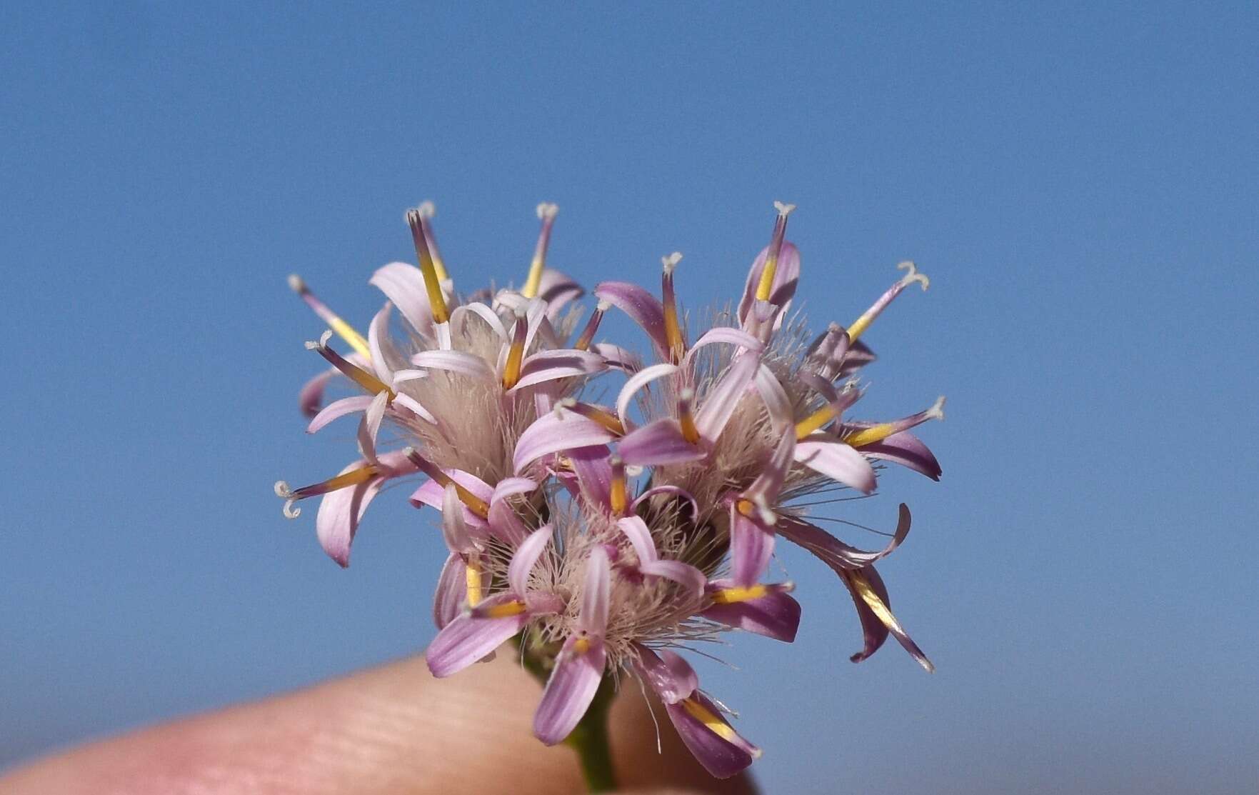 Sivun Acourtia wrightii (A. Gray) Reveal & R. M. King kuva