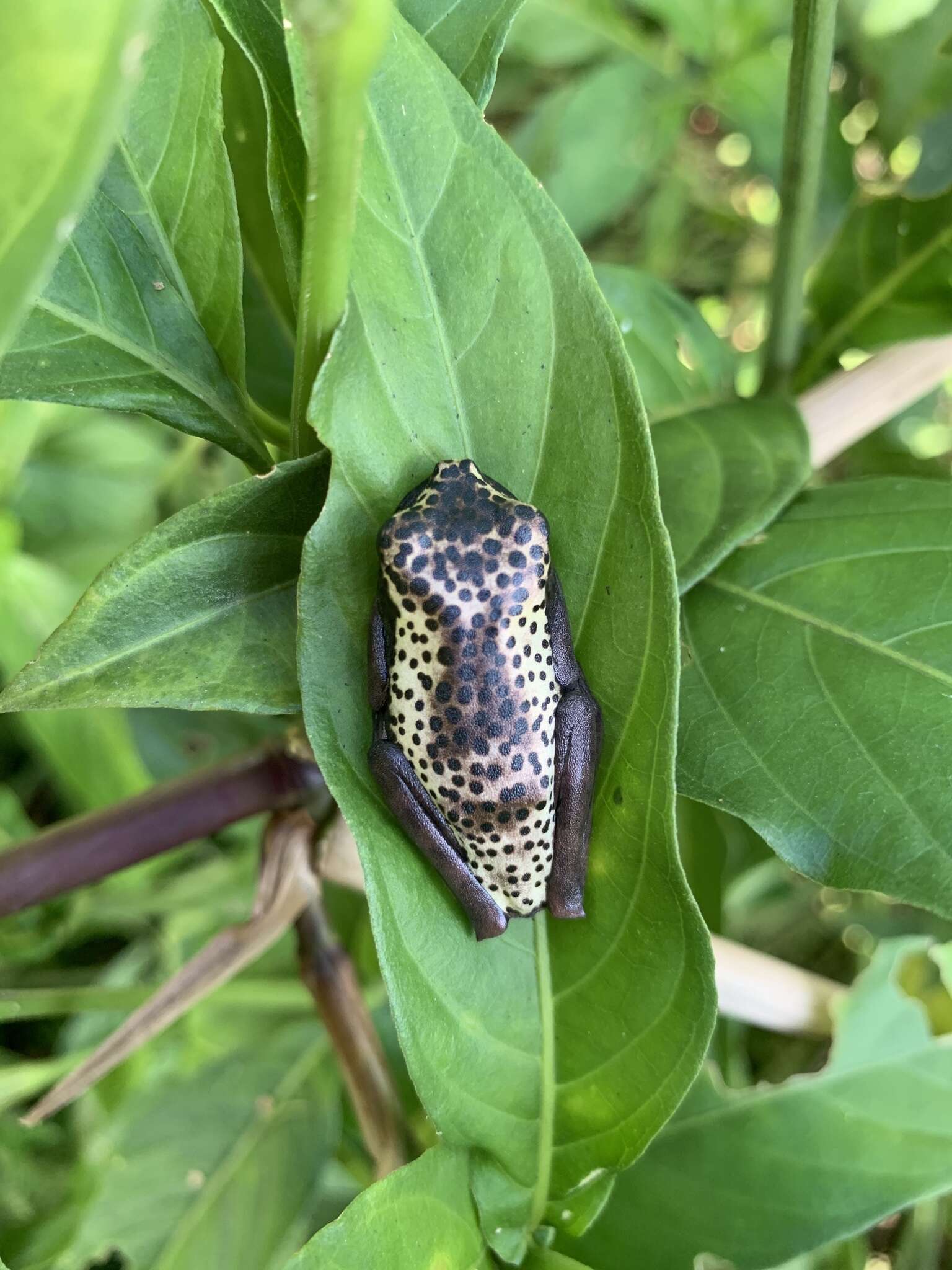 Image de Boana appendiculata