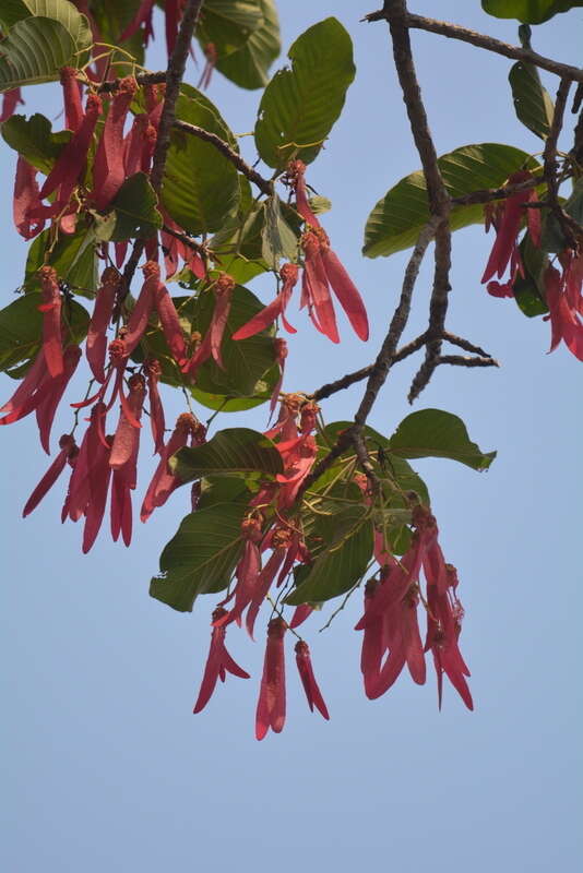 Imagem de Dipterocarpus intricatus Dyer