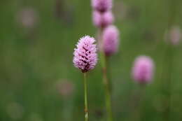 Image of Bistorta officinalis subsp. carnea (C. Koch) Sojak.