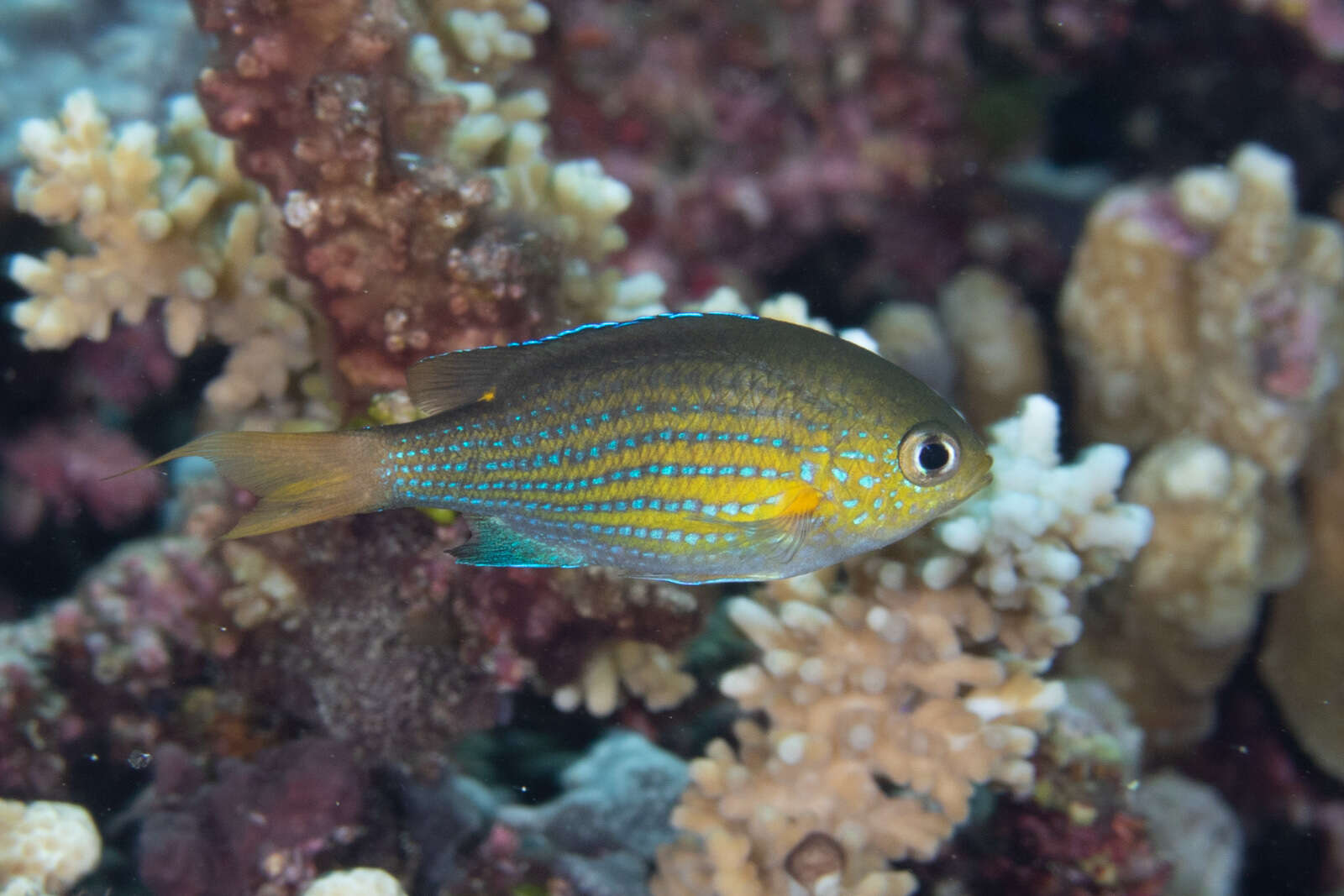 Слика од Pycnochromis lineatus (Fowler & Bean 1928)