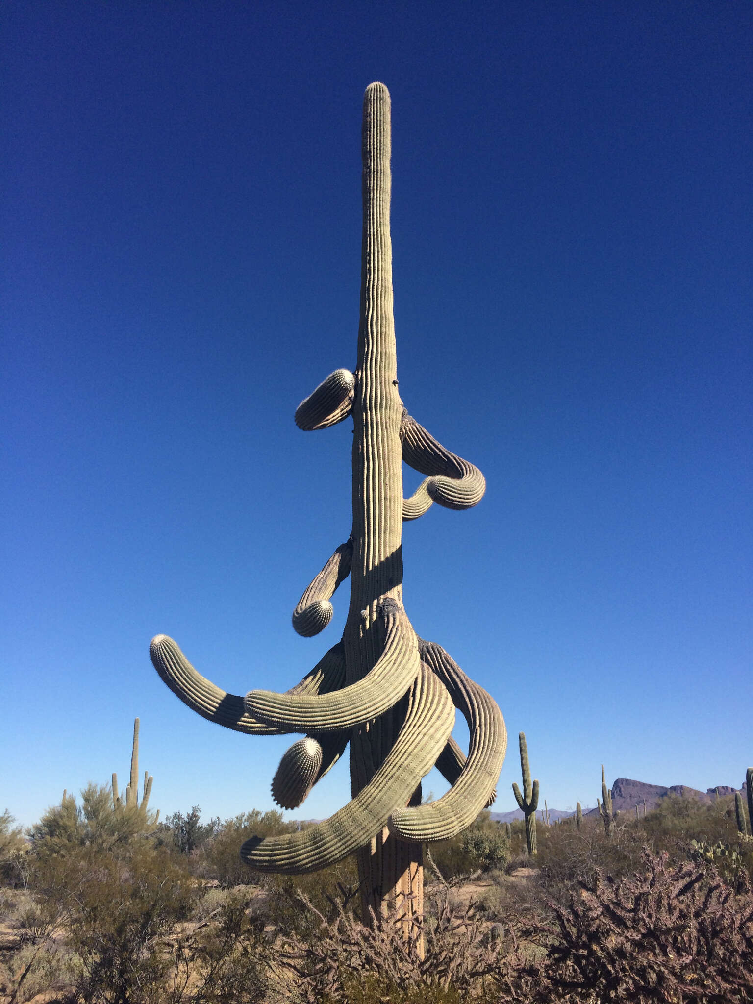 Image of saguaro