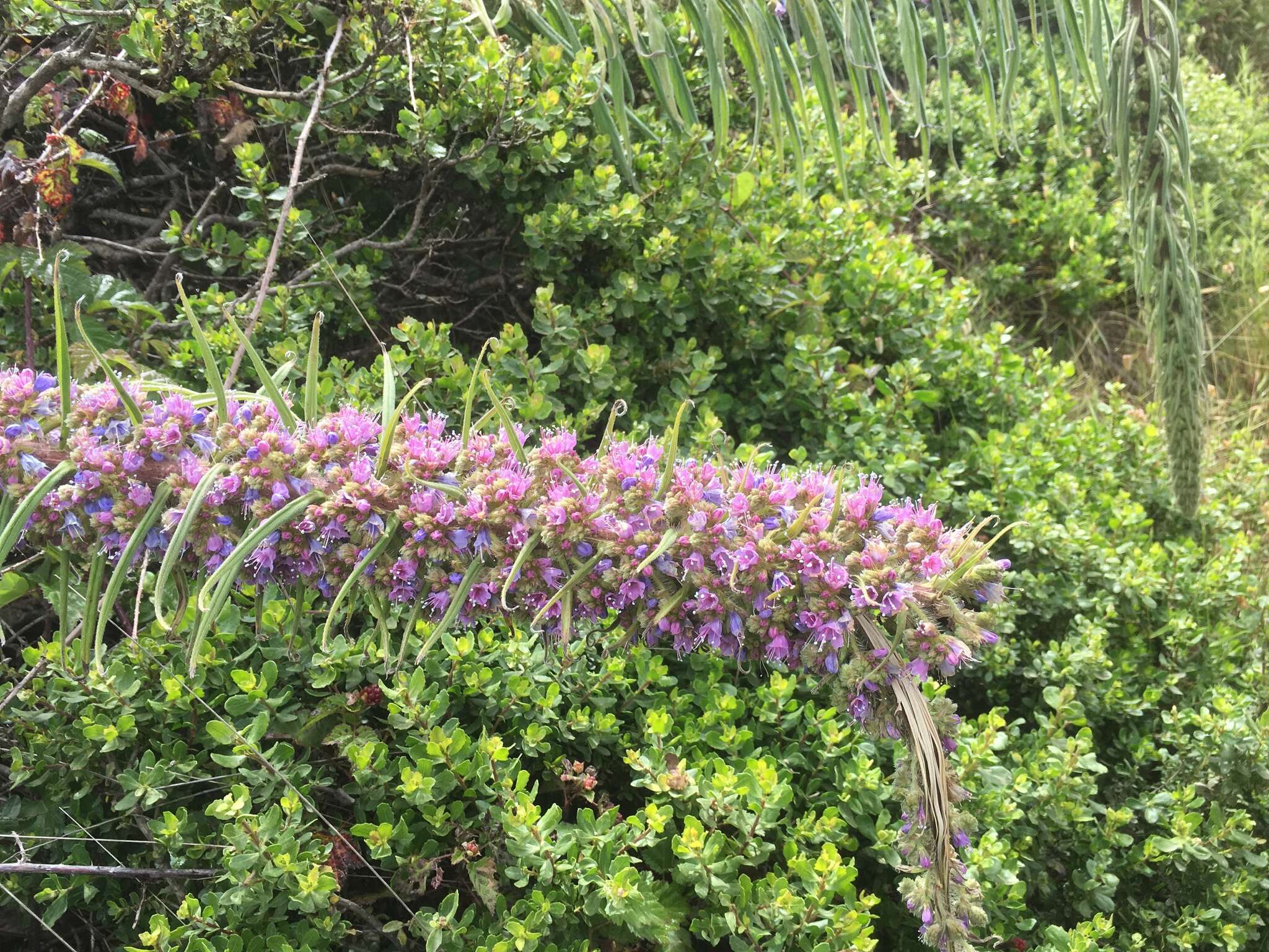 Plancia ëd Echium pininana Webb & Berth.