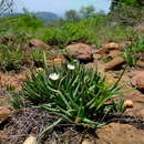 Image of Khadia borealis L. Bol.