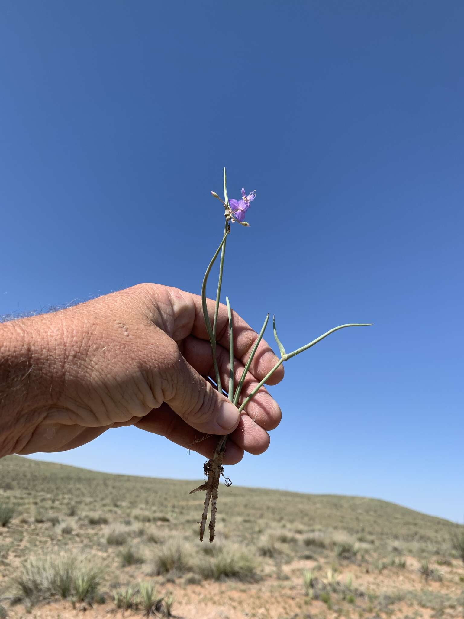 Image of Wright's Spiderwort