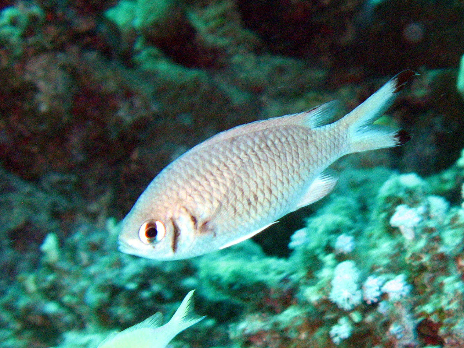 Image de Chromis weberi Fowler & Bean 1928