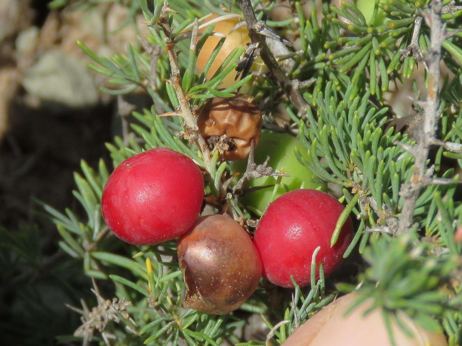 Image of Asparagus acocksii Jessop