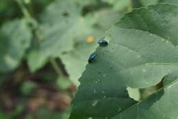 Agrilus acutus (Thunberg 1787) resmi