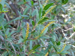 Plancia ëd Pleradenophora bilocularis (S. Watson) Esser & A. L. Melo