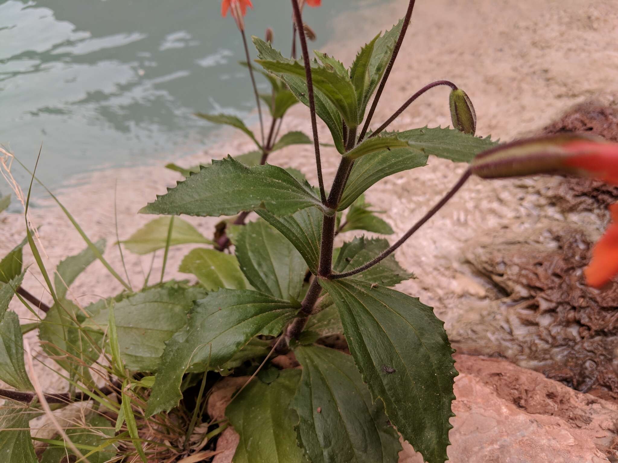 Image of Eastwood's Monkey-Flower